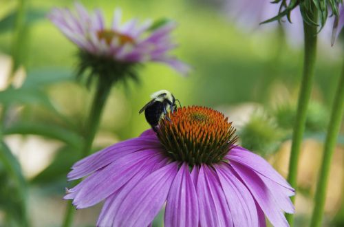 bee purple daisy