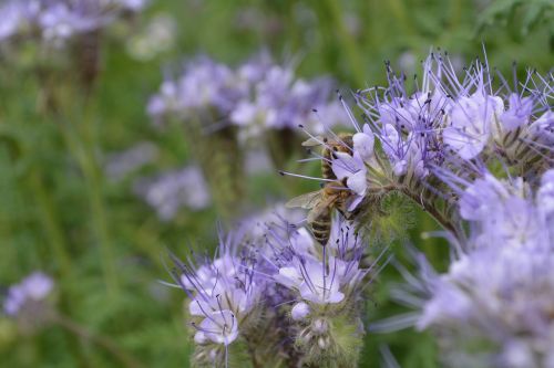 bee flowers purple