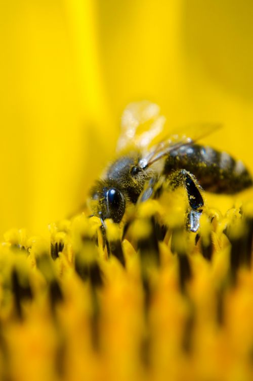 bee working bee nature