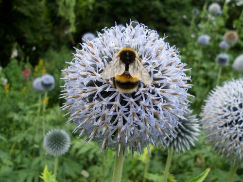 bee flowers bumble