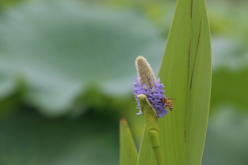 bee blur plant