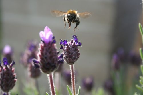 bee nature lavender