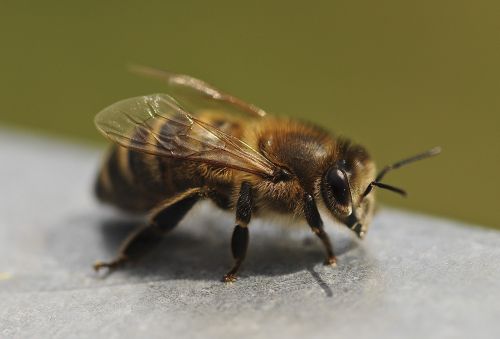 bee close insect