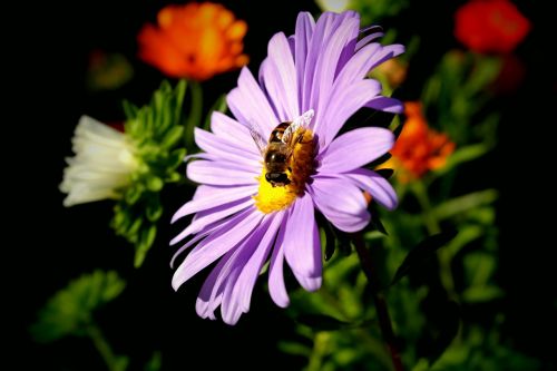 bee pollination flower