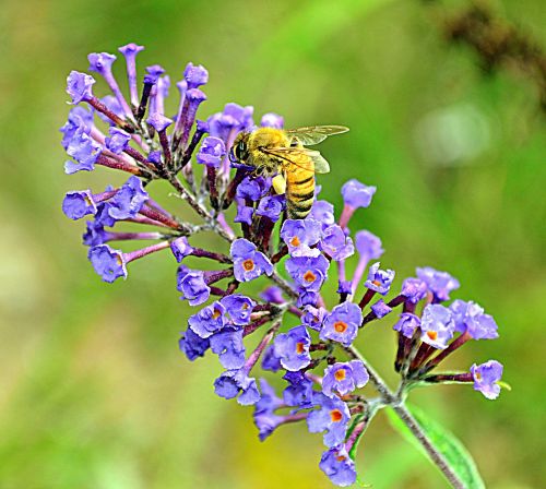 bee macro flower