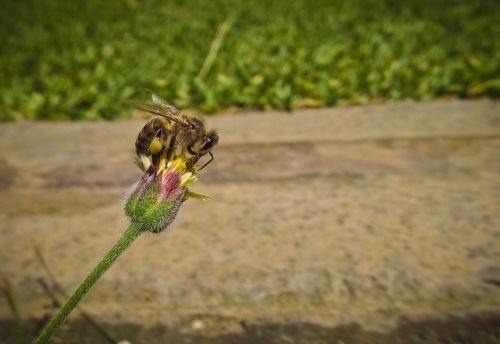 bee bud flower