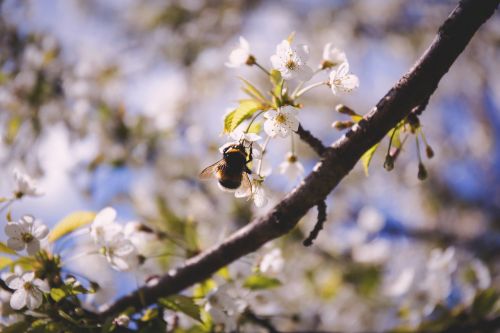bee blossoms insect