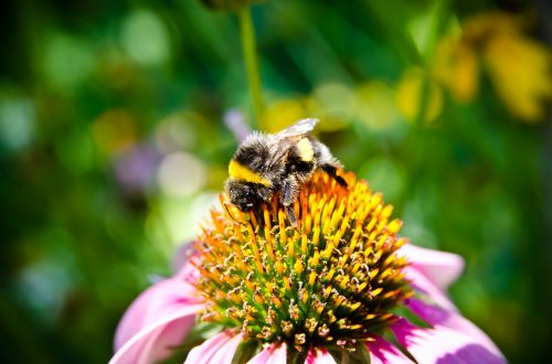 bee bee collectiong pollen bumblebee