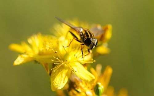 bee bloom blooming