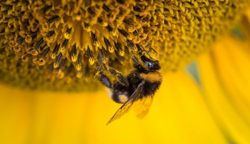 bee insect macro