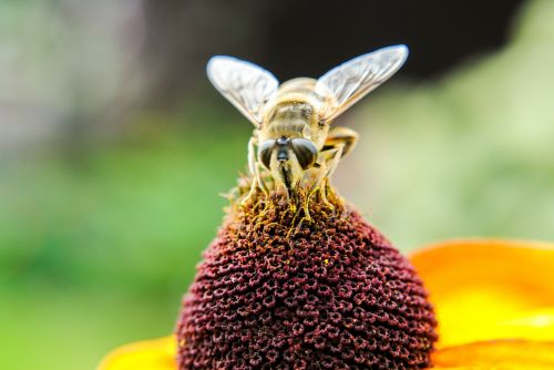 bee insect pollen