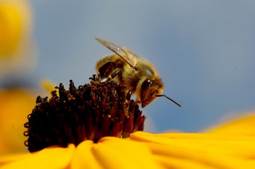 bee flower yellow