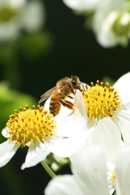 bee pollen flower