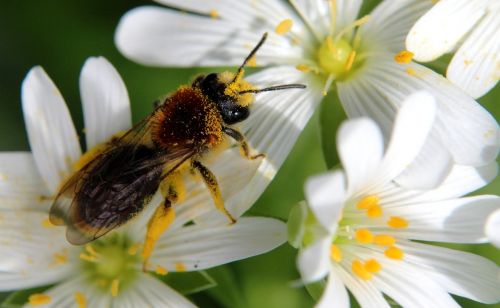 bee pollen summer