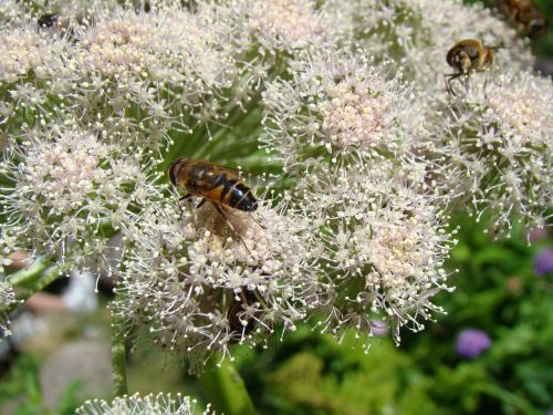 bee flower nature