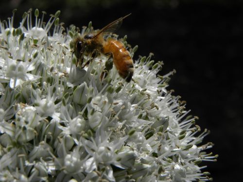 bee flower allium
