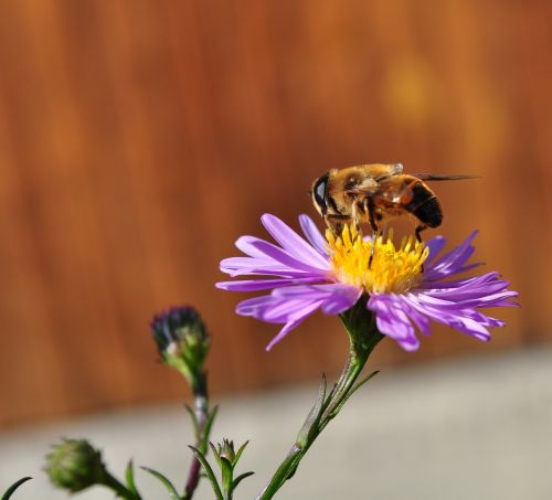 bee flower insects