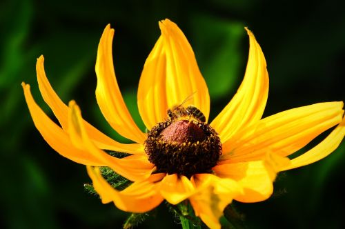 bee flower yellow