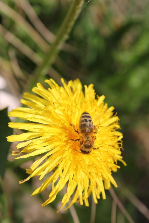 bee nature flower