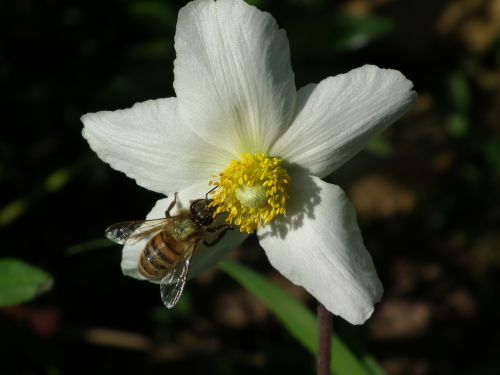 bee insects flower