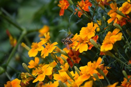 bee flowers nature