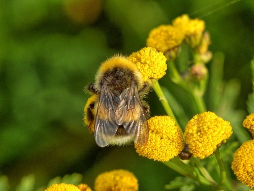 bee insect nature