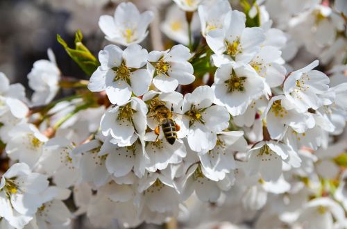 bee cherry spring