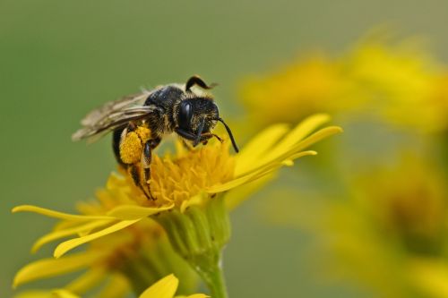 bee insect macro