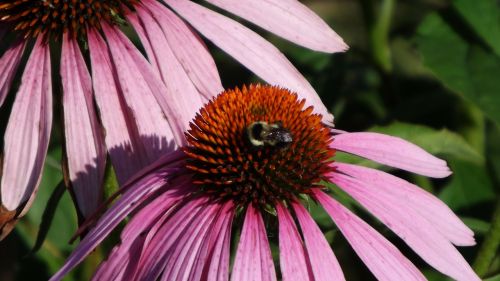 bee ecanacia flower