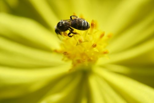 bee tiny bee nectar