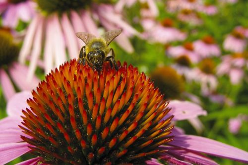 bee echinacea sun hat