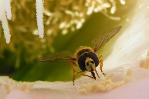 bee proboscis insect