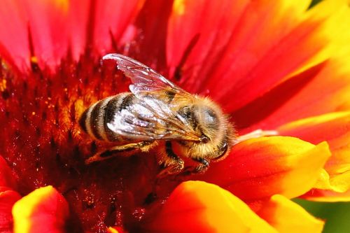 bee insect blossom