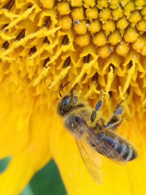 bee summer sunflower