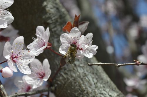 bee pollen pollination