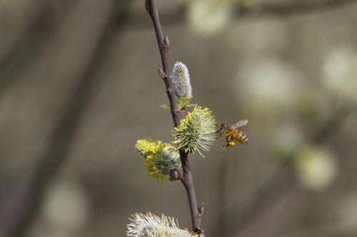 bee insect pollen