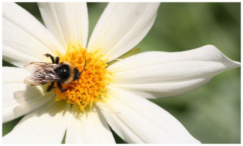 bee honey flower