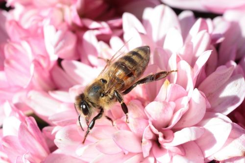 bee macro flower