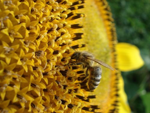 bee nature flower