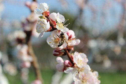 bee spring nature