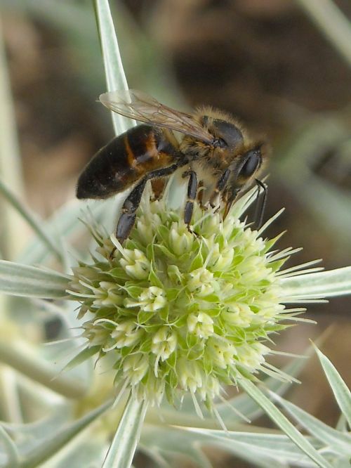 bee insect closeup
