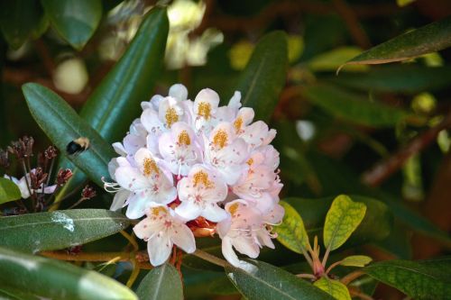 bee spring flower