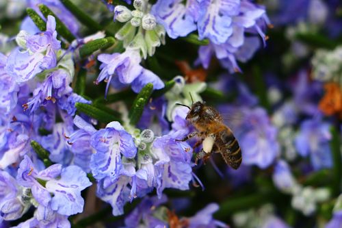 bee rosemary pollen