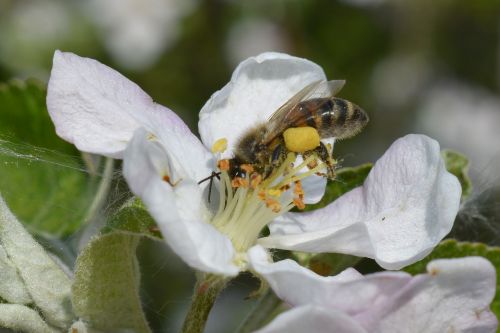 bee pollensaeckchen blossom