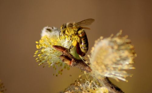 bee macro forage