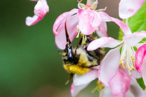 bee feeding nectar