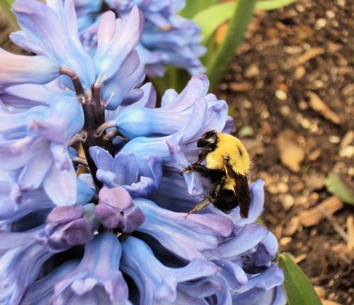 bee pollinate pollen