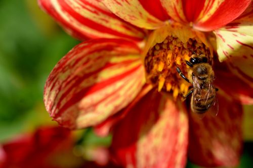 bee flower busy
