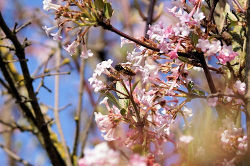 bee flowers tree