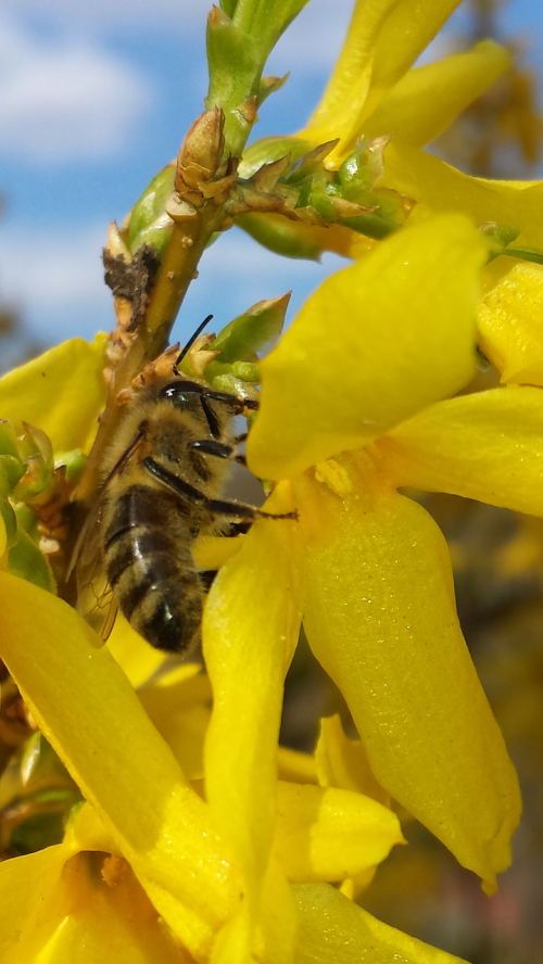 bee spring forsythia